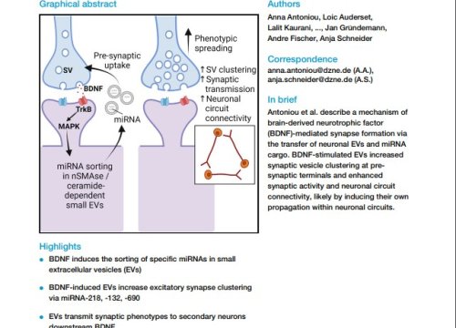 Neuronal extracellular vesicles