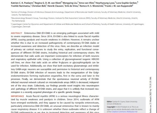 Enterovirus D-68 Infection of Primary Rat Cortical Neurons