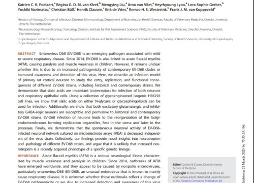 Enterovirus D-68 Infection of Primary Rat Cortical Neurons