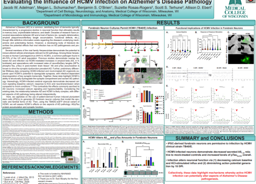 Evaluating the Influence of HCMV Infection on Alzheimer’s Disease Pathology