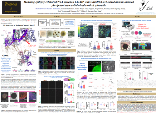 Modeling epilepsy-related SCN2A mutation L1342P with CRISPR/Cas9-edited human-induced pluripotent stem cell-derived cortical spheroids