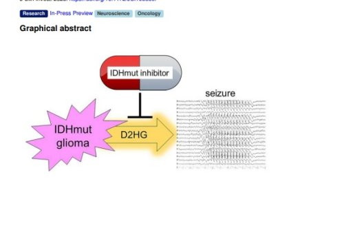 Postoperative risk of IDH mutant glioma-associated seizures and their potential management with IDH mutant inhibitors - Publication