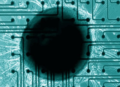 Neural Organoids Application