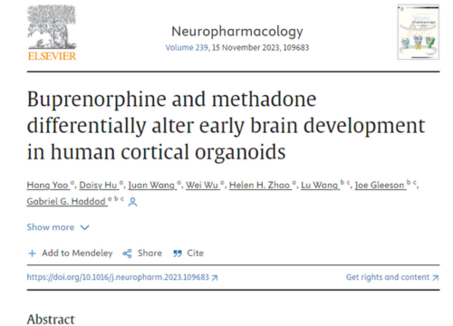 Buprenorphine and methadone differentially alter early brain development in human cortical organoids