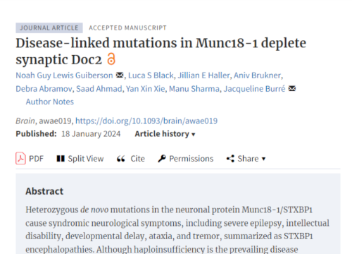 2024 Brain Disease-linkedi mutations in Munc18-1 deplete synaptic Doc2