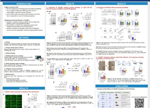 Role of mGluR7 in Fragile X syndrome_V. Kumar