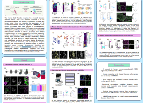 Yao Yin_Generation of human PSCs-derived multi-tissue organoids_Shanghaitech University