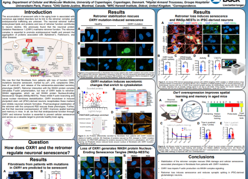 OXR1 Regulates Cellular Senescence and Neuronal Aging Through Retromer-Mediated Actin Branching