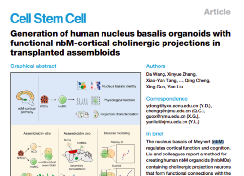 Cell Stem Cell, 04 December, 2025
